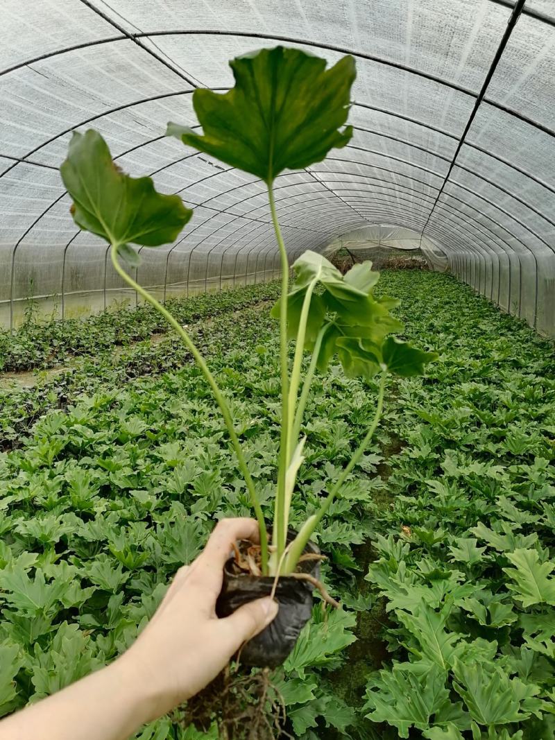 春羽盆栽观叶植物办公室阳台室内外北欧布景除甲醛净化空气