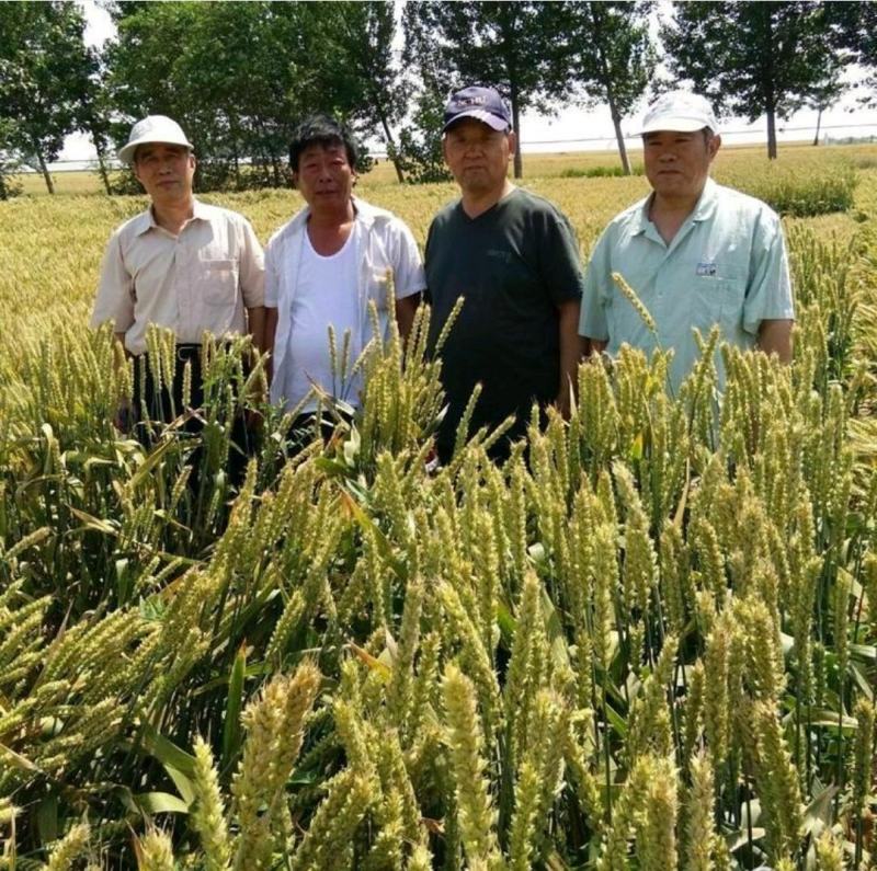 超级小麦妹冢一号妹先超一号特大穗超抗倒小麦种子