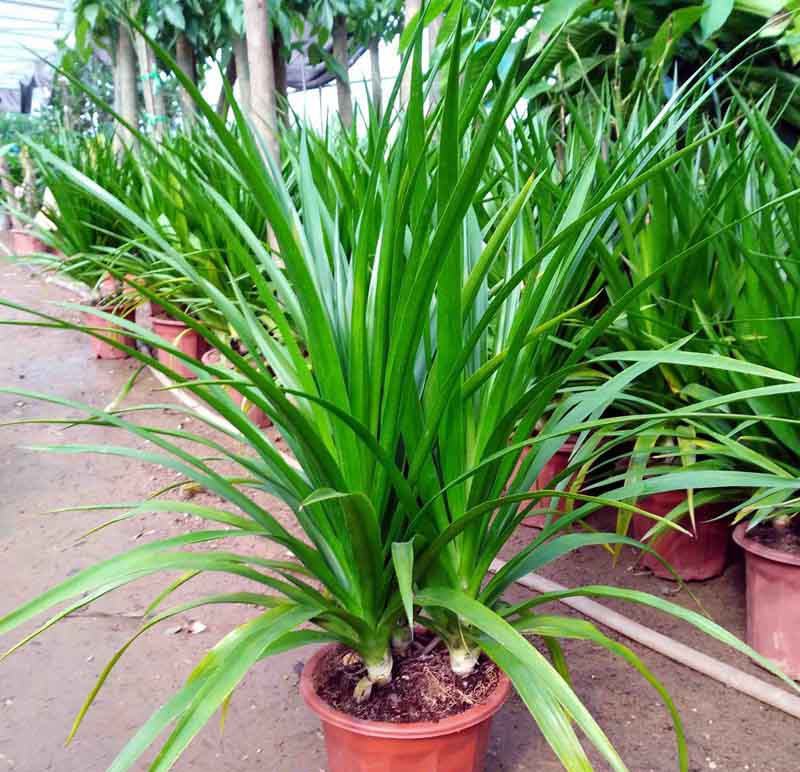 龙须树大型绿植多头龙血树龙铁树室内客厅盆栽花卉植物