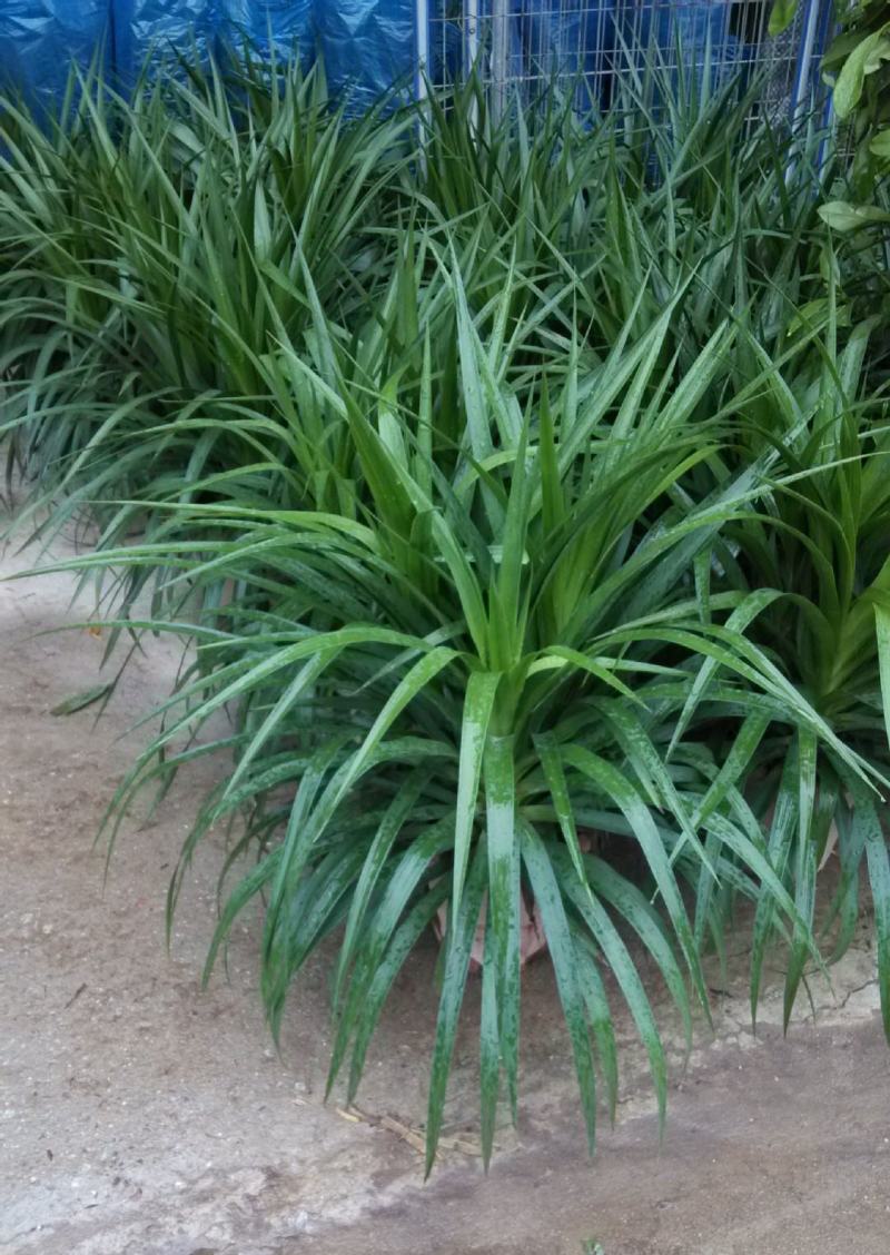 龙须树大型绿植多头龙血树龙铁树室内客厅盆栽花卉植物