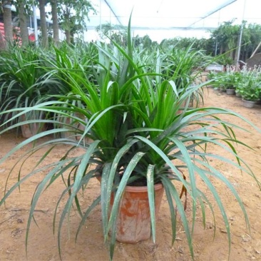 龙须树大型绿植多头龙血树龙铁树室内客厅盆栽花卉植物