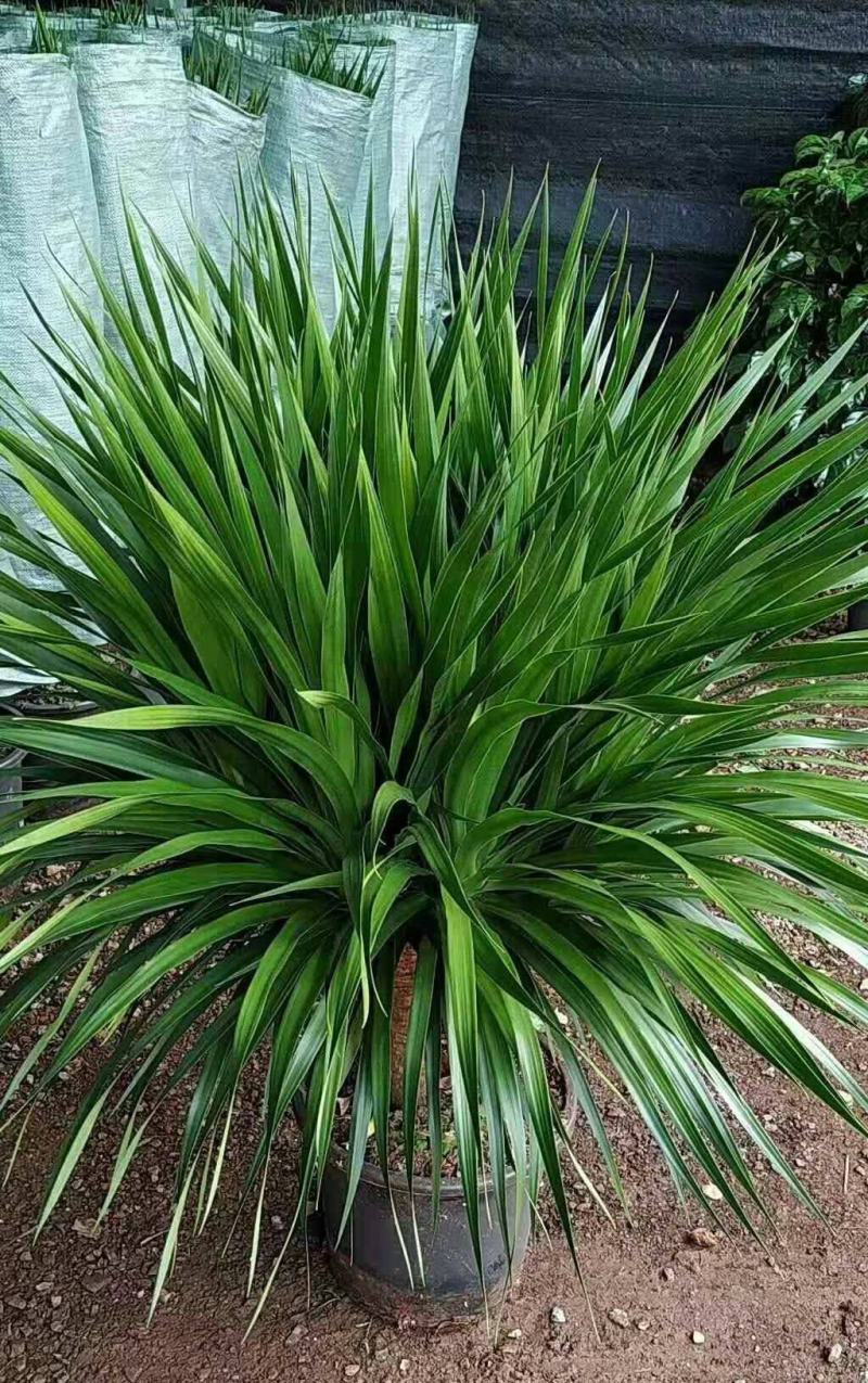 龙须树大型绿植多头龙血树龙铁树室内客厅盆栽花卉植物