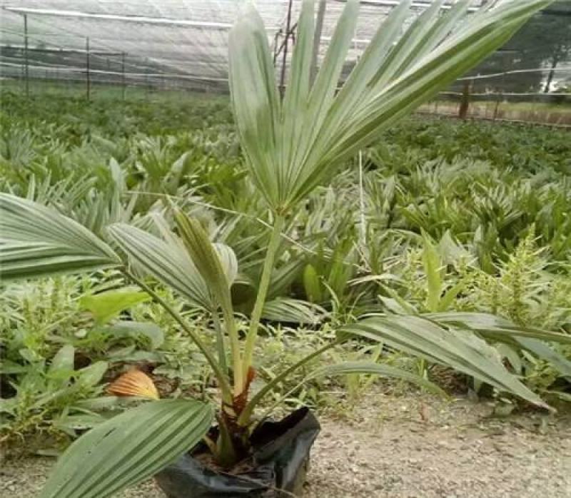 蒲葵树苗盆栽棕蒲葵扇绿植带盆棕榈树室内绿植棕竹树庭院