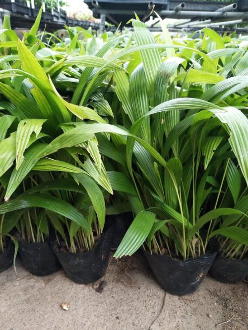 蒲葵树苗盆栽棕蒲葵扇绿植带盆棕榈树室内绿植棕竹树庭院