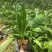 蒲葵树苗盆栽棕蒲葵扇绿植带盆棕榈树室内绿植棕竹树庭院
