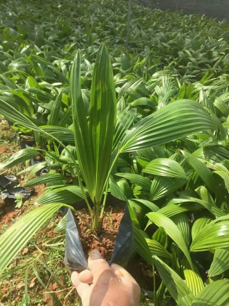 蒲葵树苗盆栽棕蒲葵扇绿植带盆棕榈树室内绿植棕竹树庭院