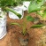 蒲葵树苗盆栽棕蒲葵扇绿植带盆棕榈树室内绿植棕竹树庭院
