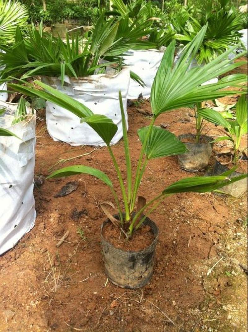 蒲葵树苗盆栽棕蒲葵扇绿植带盆棕榈树室内绿植棕竹树庭院