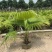 蒲葵树苗盆栽棕蒲葵扇绿植带盆棕榈树室内绿植棕竹树庭院
