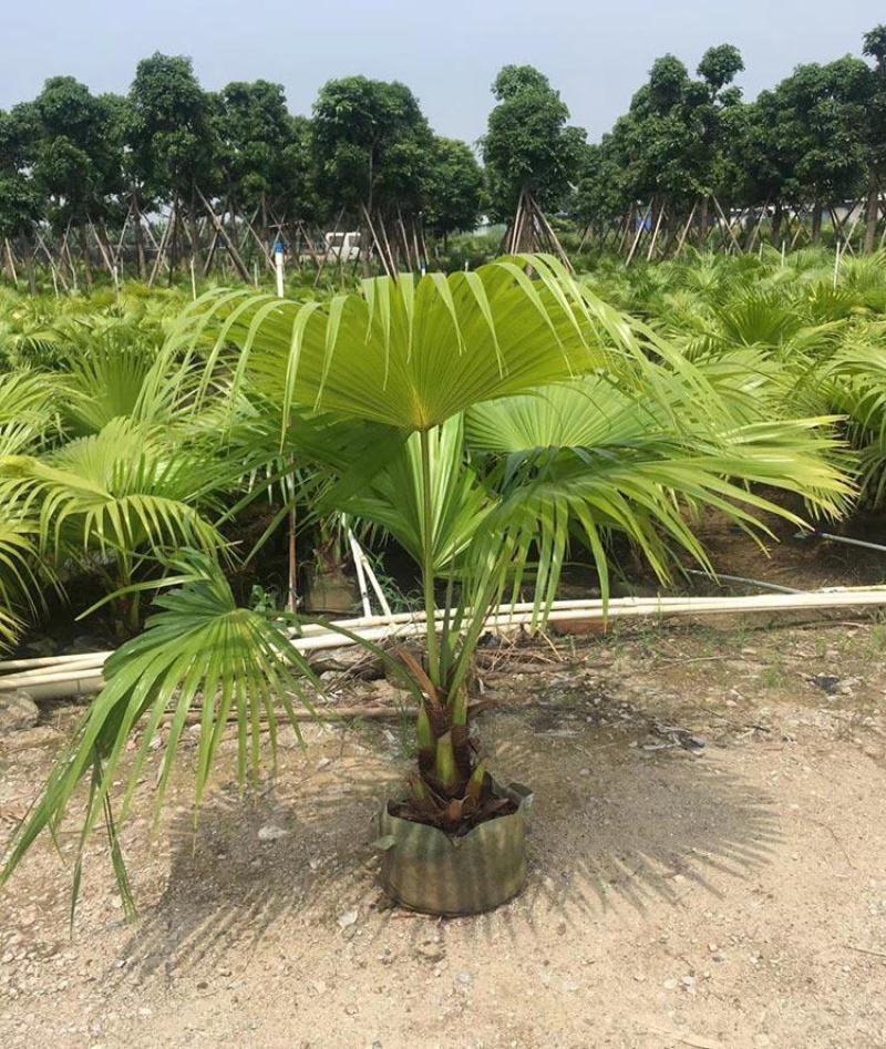 蒲葵树苗盆栽棕蒲葵扇绿植带盆棕榈树室内绿植棕竹树庭院