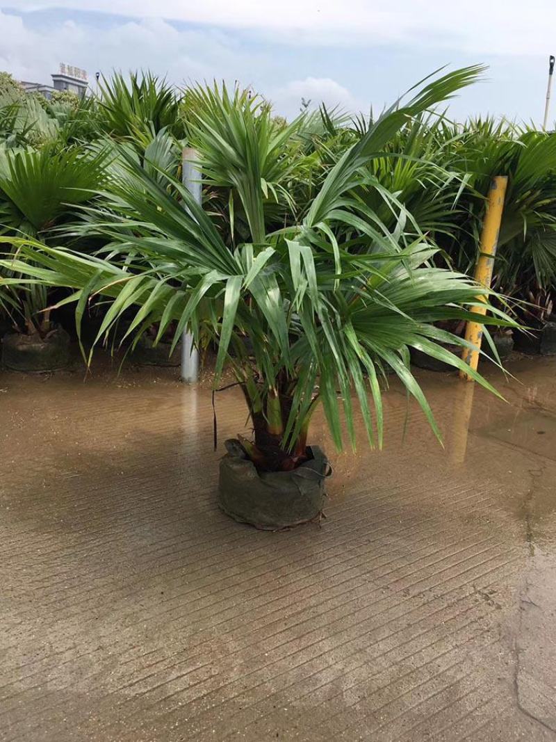 蒲葵树苗盆栽棕蒲葵扇绿植带盆棕榈树室内绿植棕竹树庭院