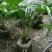 蒲葵树苗盆栽棕蒲葵扇绿植带盆棕榈树室内绿植棕竹树庭院