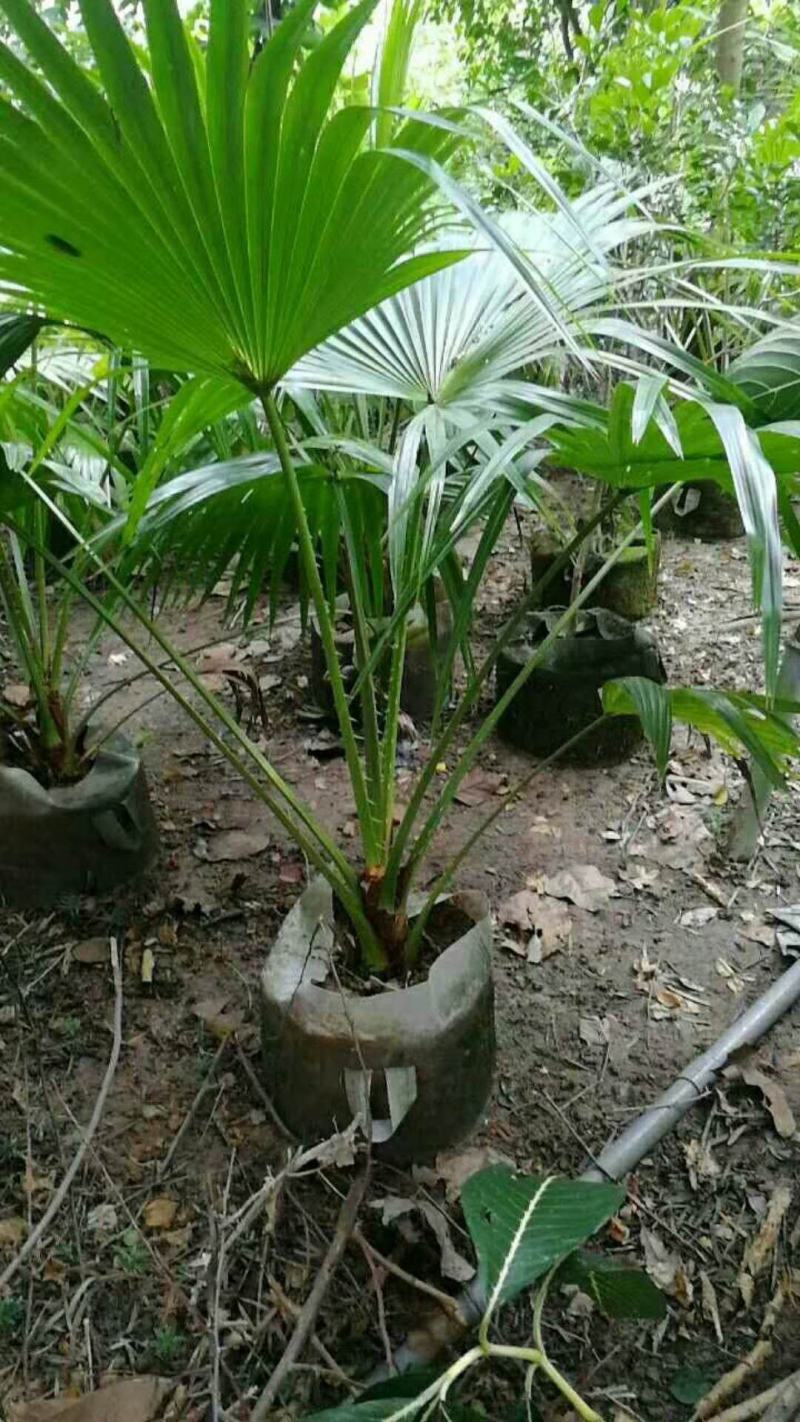 蒲葵树苗盆栽棕蒲葵扇绿植带盆棕榈树室内绿植棕竹树庭院