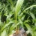 蒲葵树苗盆栽棕蒲葵扇绿植带盆棕榈树室内绿植棕竹树庭院