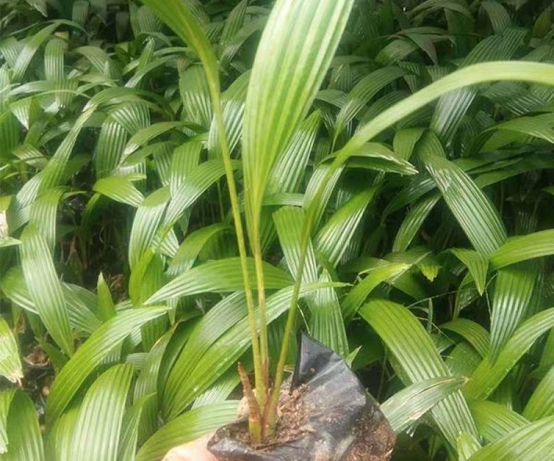 蒲葵树苗盆栽棕蒲葵扇绿植带盆棕榈树室内绿植棕竹树庭院