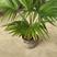 蒲葵树苗盆栽棕蒲葵扇绿植带盆棕榈树室内绿植棕竹树庭院