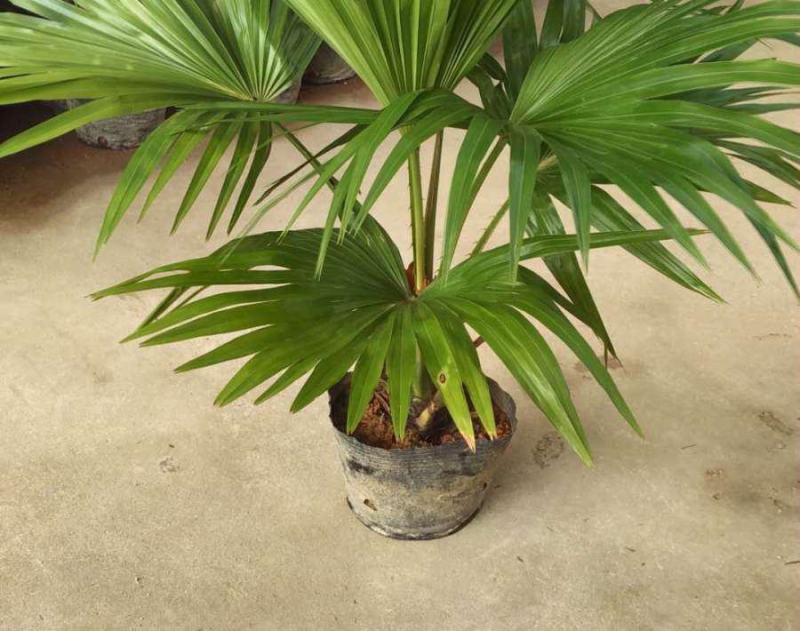 蒲葵树苗盆栽棕蒲葵扇绿植带盆棕榈树室内绿植棕竹树庭院