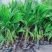 蒲葵树苗盆栽棕蒲葵扇绿植带盆棕榈树室内绿植棕竹树庭院