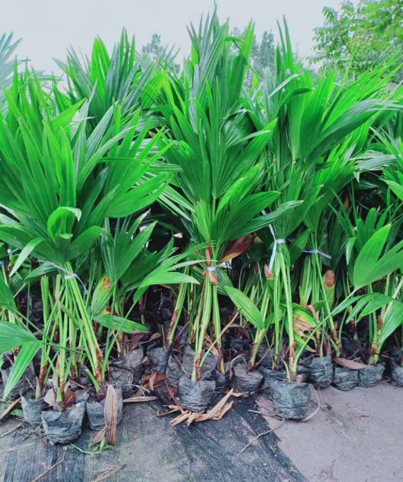 蒲葵树苗盆栽棕蒲葵扇绿植带盆棕榈树室内绿植棕竹树庭院