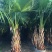 蒲葵树苗盆栽棕蒲葵扇绿植带盆棕榈树室内绿植棕竹树庭院
