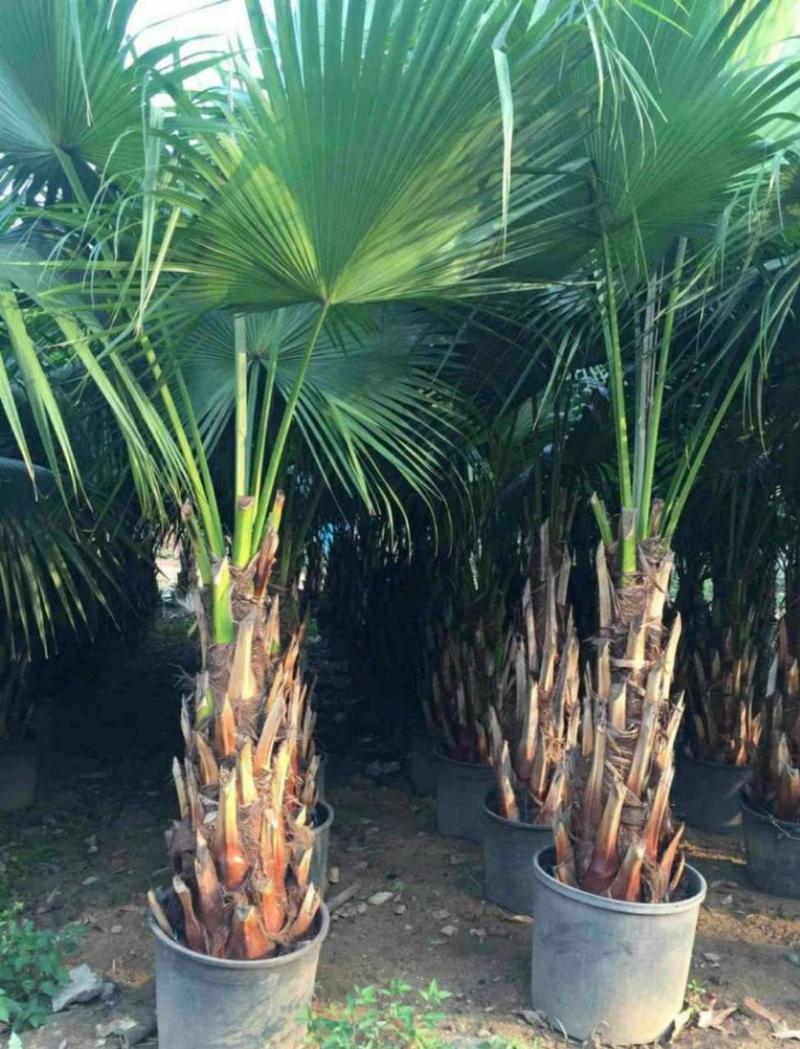 蒲葵树苗盆栽棕蒲葵扇绿植带盆棕榈树室内绿植棕竹树庭院