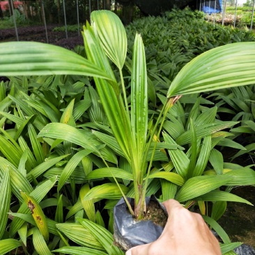 蒲葵树苗盆栽棕蒲葵扇绿植带盆棕榈树室内绿植棕竹树庭院
