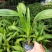 蒲葵树苗盆栽棕蒲葵扇绿植带盆棕榈树室内绿植棕竹树庭院