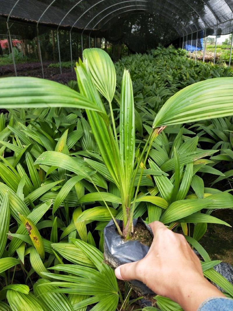 蒲葵树苗盆栽棕蒲葵扇绿植带盆棕榈树室内绿植棕竹树庭院