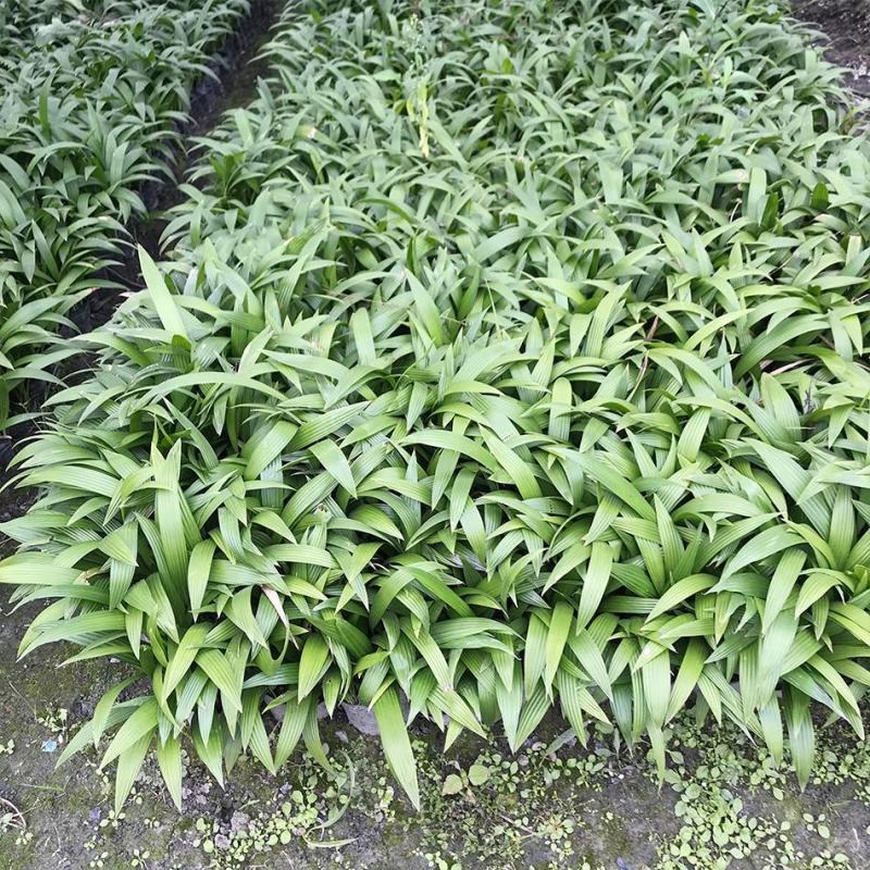 蒲葵树苗盆栽棕蒲葵扇绿植带盆棕榈树室内绿植棕竹树庭院