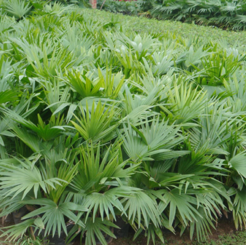 蒲葵树苗盆栽棕蒲葵扇绿植带盆棕榈树室内绿植棕竹树庭院