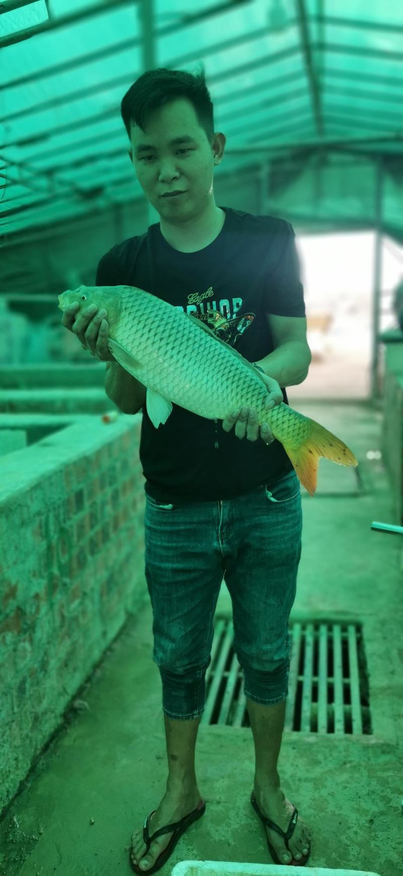 建鲤鱼苗，正宗通威鲤鱼苗杂交快大抗病能力强好养质量保证。