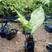 合果芋盆栽室内净化空气水养水培植物好养的四季常青绿植物