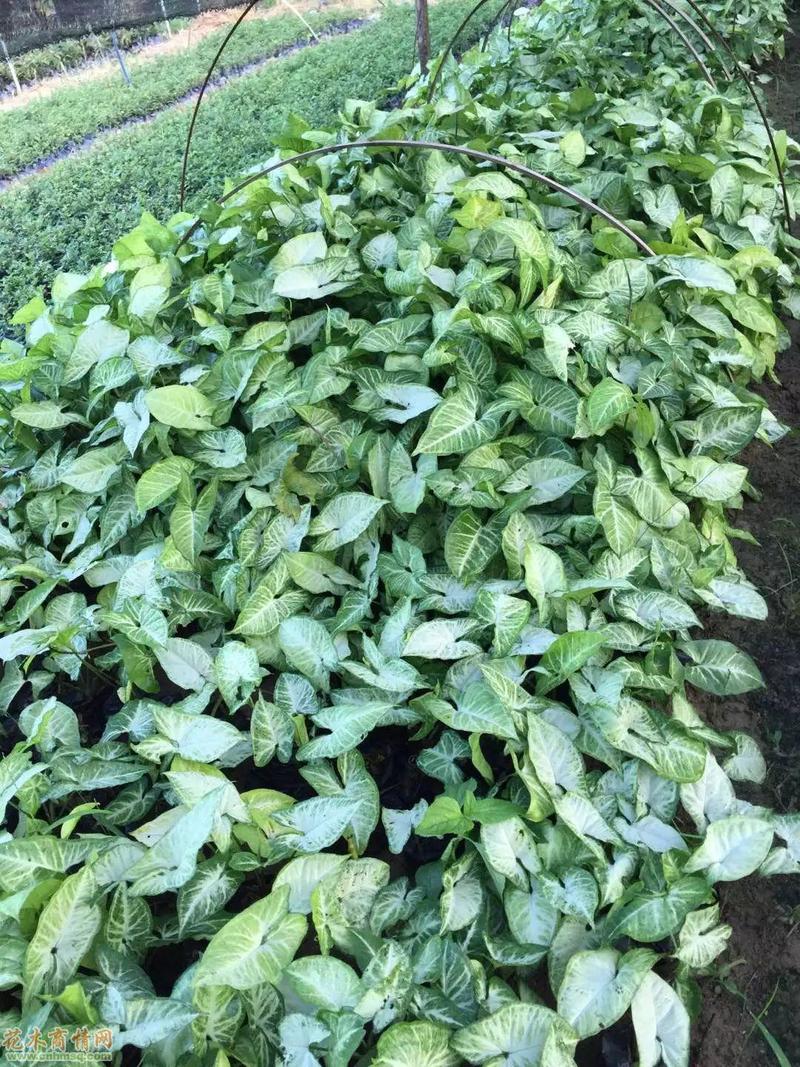 合果芋盆栽室内净化空气水养水培植物好养的四季常青绿植物