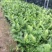富贵蕨盆栽蕨类植物喜阴室内客厅办公室净化空气除甲醛观叶