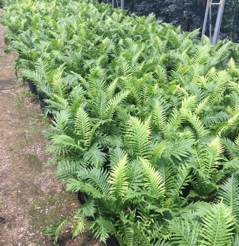 富贵蕨盆栽蕨类植物喜阴室内客厅办公室净化空气除甲醛观叶