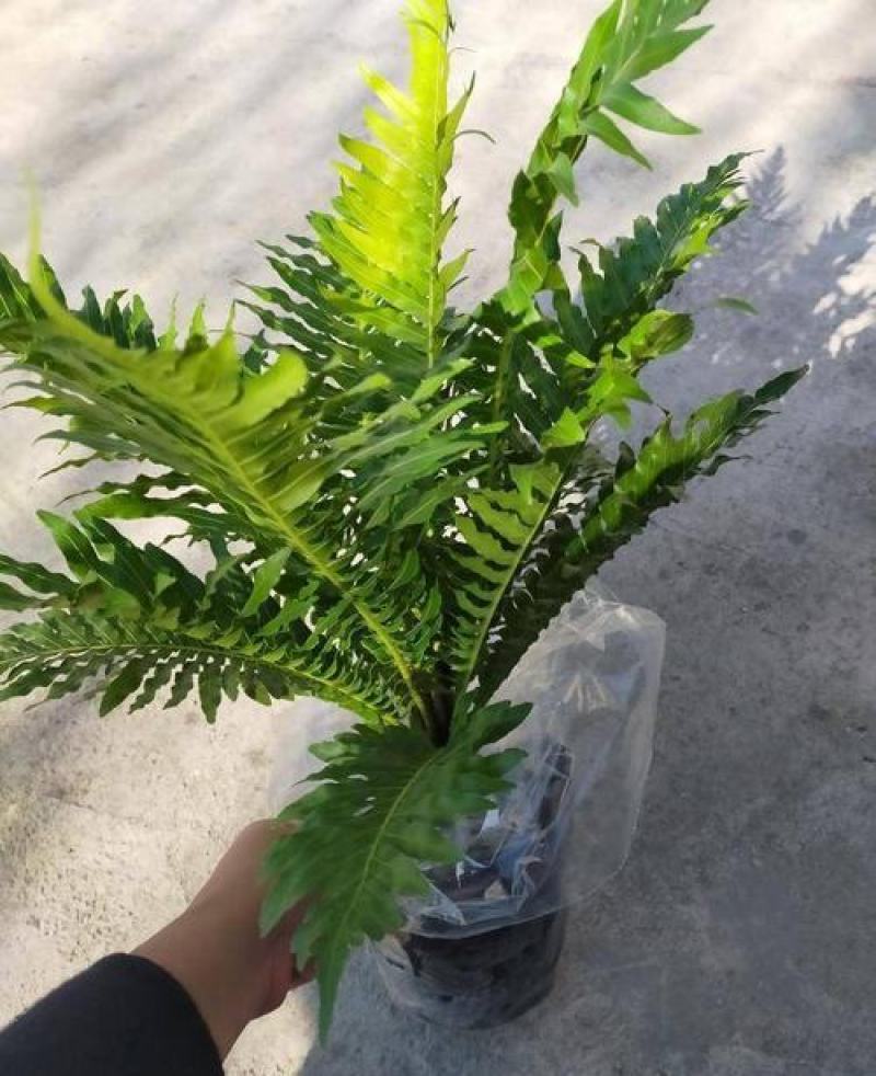 富贵蕨盆栽蕨类植物喜阴室内客厅办公室净化空气除甲醛观叶