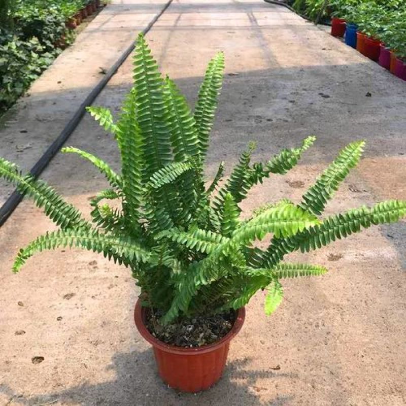 富贵蕨盆栽蕨类植物喜阴室内客厅办公室净化空气除甲醛观叶