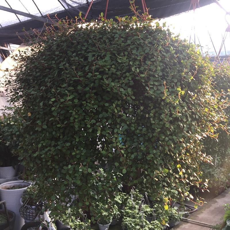 千叶吊兰盆栽四季常绿阳台窗台垂吊植物常春藤净化空气吸甲醛