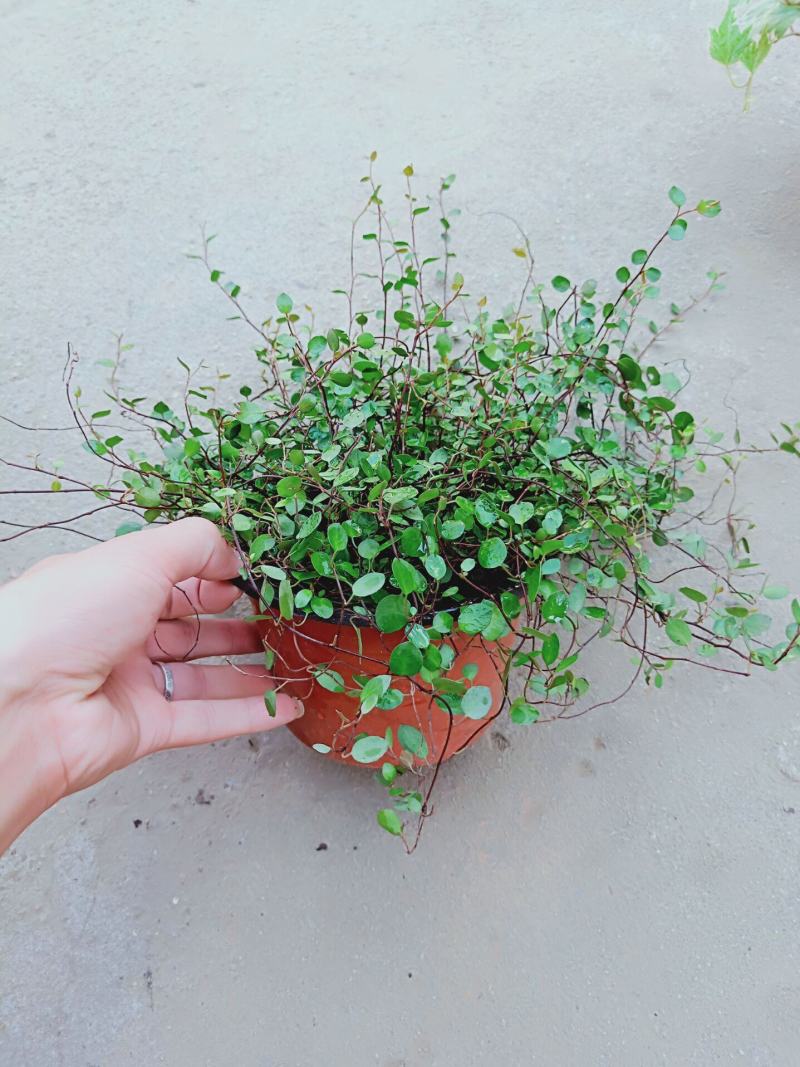 千叶吊兰盆栽四季常绿阳台窗台垂吊植物常春藤净化空气吸甲醛