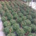 千叶吊兰盆栽四季常绿阳台窗台垂吊植物常春藤净化空气吸甲醛