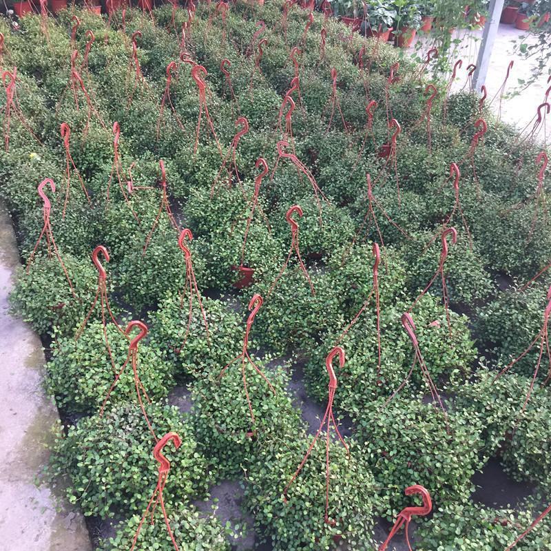 千叶吊兰盆栽四季常绿阳台窗台垂吊植物常春藤净化空气吸甲醛