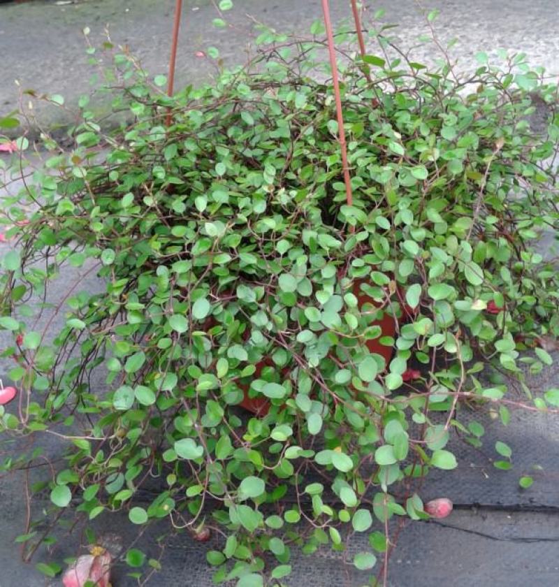千叶吊兰盆栽四季常绿阳台窗台垂吊植物常春藤净化空气吸甲醛