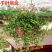 千叶吊兰盆栽四季常绿阳台窗台垂吊植物常春藤净化空气吸甲醛