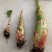 地涌金莲花种苗室内佛花精品带盆花绿植净化空气庭院客厅花卉