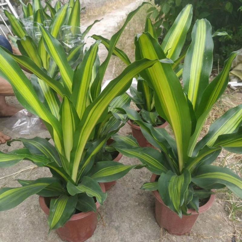 金心也门铁绿植室内花卉观叶植物