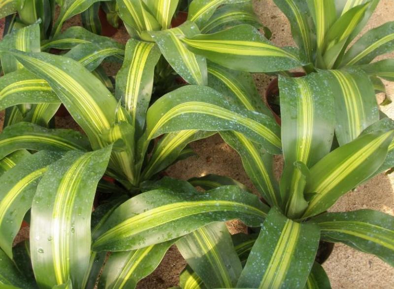 金心也门铁绿植室内花卉观叶植物