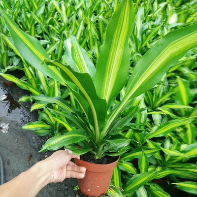 金心也门铁绿植室内花卉观叶植物