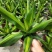 金心也门铁绿植室内花卉观叶植物