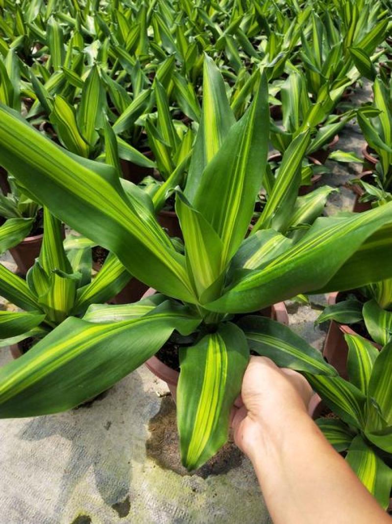 金心也门铁绿植室内花卉观叶植物