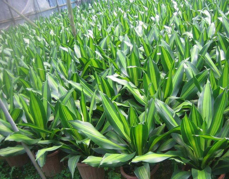 金心也门铁绿植室内花卉观叶植物